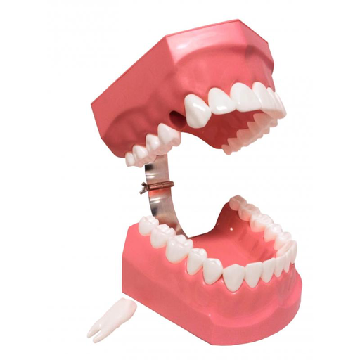 [OD-CPX-0169] Dentadura Demo Curaprox DIS 230 3:1