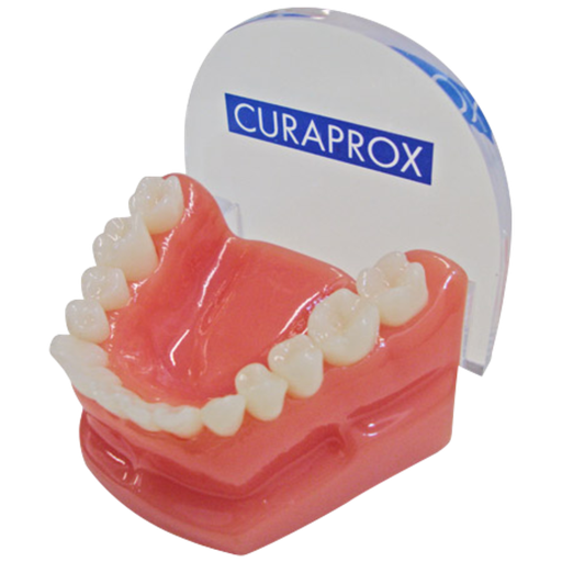 [OD-CPX-0170] Curaprox Dentadura Demo DIS 231 1:1
